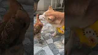 Дружба между собакой и курицей