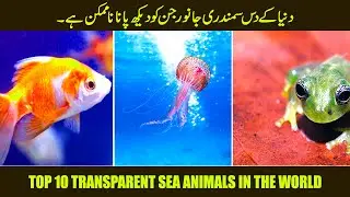 Top 10 transparent sea animals in the world | Most transparent and invisible animals in the world