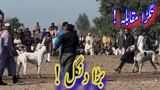 Top Quality Pakistani Bully dogs fighter breed, kamal ki game