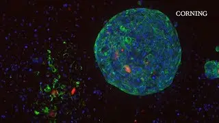 Turn Up the Volume On Your 3D Cell Cultures
