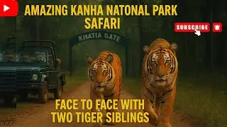 Throwback to an Epic Kanha Safari 🐅 | Face to Face with Two Tiger&nbsp;Siblings&nbsp;🌿🔥