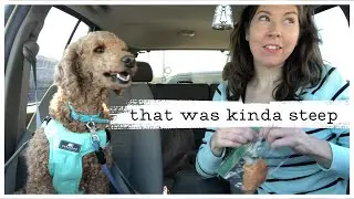 Grocery Shopping Adventure with My Service Dog: Vegan Cheese Quest! #vegangroceryhaul #servicedog