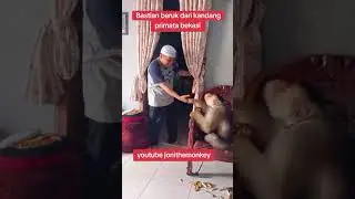 Bastian beruk #monkey #video #viral#short #facebook #funny #animals