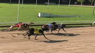 Werraton Suomen Mestaruus -finaali Greyhound 480m 20.8.2022