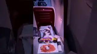 A man bought his cat a business class ticket so he could travel in comfort. #shorts