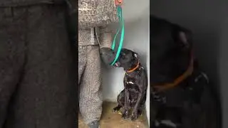 ОПАСНЫЙ РЕАКТИВНЫЙ КАНЕ-КОРСО