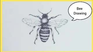 How to draw Bee easy step by step | Simple Bee outline drawing
