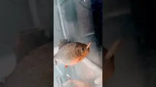 Red Bellied Piranha Eating Super Worms🙃