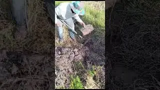 Catch crabs in a hole for cooking #rural #fishing #fish #shortvideo #shorts #reels #nature #relaxing