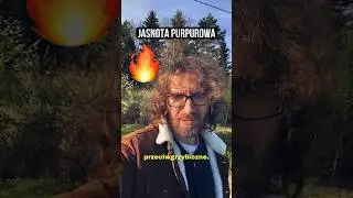 Ziołolecznictwo - jasnota purpurowa