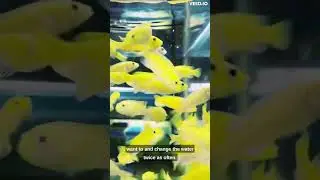 Fun Facts About your pet fish