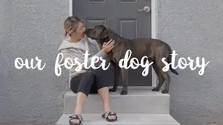 A stray dog followed me home 💔  // Rescue Dog Transformation story
