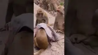 Monkey funny videos #funny#comedy#shorts#bander#monkey videos#rushda hayat