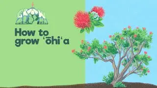 How to grow ʻōhiʻa