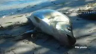 Freeze of 2010's impact on snook