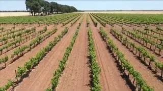 Bodegas Ayuso. Tradici&oacute;n e innovaci&oacute;n