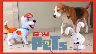 Dogs vs Secret Life of Pets MAX : Funny Dogs Louie and Marie