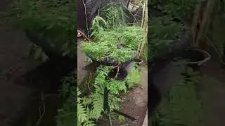 di setiap liukan ada nilai seni tersendiri #bonsai #tanamahias #greenhouse #garden #fyp #skills