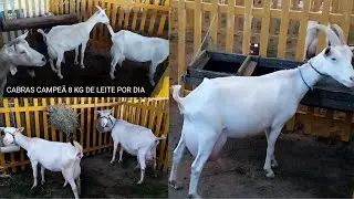 CABRAS LEITEIRAS NA EXPÔGANA SÍTIO MAGANA SANTA CRUZ DO CAPIBARIBE PERNAMBUCO PRIMEIRO DIA