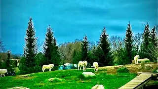 Toronto Zoo | The LARGEST Zoo in Canada!! 🤩