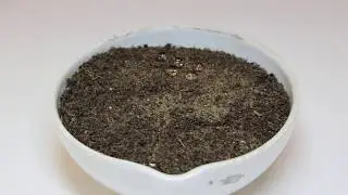 Soil Hydrophobicity WDPT Test