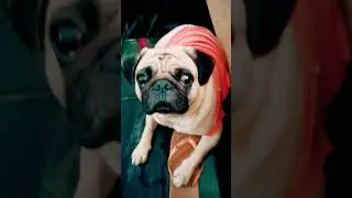 #pug #puppy #youtubeus #trending sh#short #video