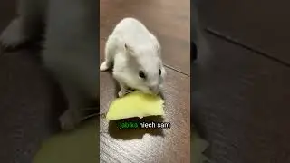 Zdobądź zaufanie chomika i zostań jego ziomkiem! 🐹💛 #chomik