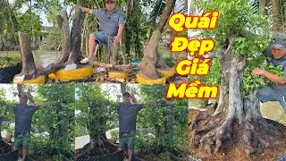 MR QUÝ | #0975929126 | DỌN VƯỜN ĂN TẾT GIAO LƯU GIÁ MỀM KHẾ QUÁI CỔ GÂN NU, TÙNG VN, DÂU, NGUYỆT QUẾ