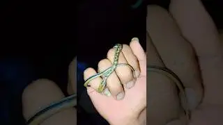 trinket tree snake rescue and release in forest area silent and aggressive snake
