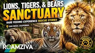 Inside San Diego&rsquo;s Lions, Tigers & Bears Sanctuary 🦁🐯🐻 | Rare Feeding Experience & Rescue Stories