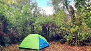 Tent camping in the NZ bush - Hiking and exploring