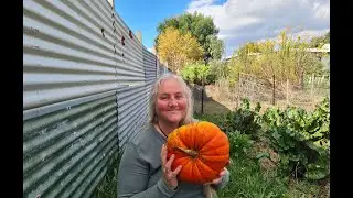 3 signs your pumpkins are ready to harvest!