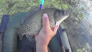 КАРАСЬ живёт в ТИНЕ