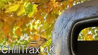 Music In Art - Scapes - Chilltrax 4K