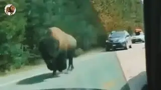 Angry Buffalo | Animal kingdom plus