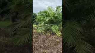 Pemupukan Sawit TM 1 | NPK Phonska 1kg perpokok