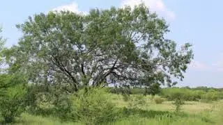 5280 Jim Brite Rd Pleasanton, TX 78064 | Chris Damm | Search Homes for Sale