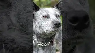 Австралийская пастушья собака: Хилер 😍 #животные #собаки #питомцы