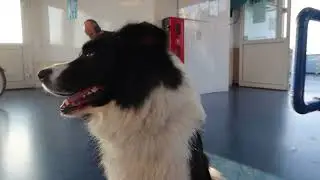 OLLY de COLLIE