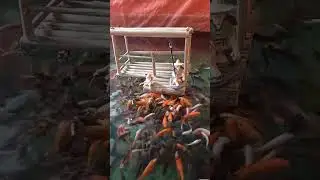 Melingkarkan Roti di Mata Pancing agar ikan nyaman memakan - Part 508 #shorts #viral