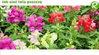 Jak siać lwia paszczę