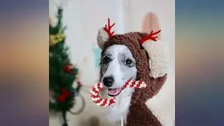 SCIROKKO 6 Pack Christmas Dog Squeaky Toys - Cute Penguin, Reindeer, Alpaca, Bone review