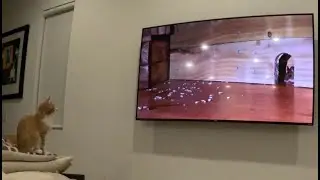 Whiskey watching MouseTube for 13 minutes.