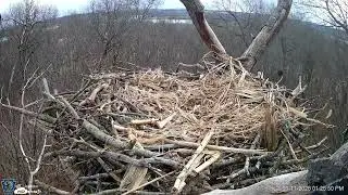 Hanover Eagles Live Cam   HDOnTap &mdash; Mozilla Firefox 2026 01 11 13 26 01