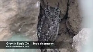 Greyish Eagle Owl   Bubo cinerascens Day roost at Baringo during a Kenya Birding Tour