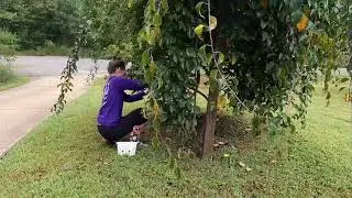 Hardy Kiwi 🥝 in North Carolina