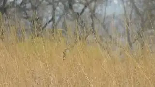 Song Sparrow Call