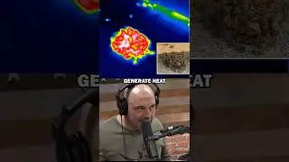 How bees use heat to Destroy Giant Hornets | Joe rogan