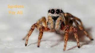 Spiders for All - Learn all about these amazing arachnids!