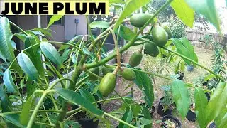 My June Plum Tree Grow In A Pot With Lots Of Fruits